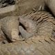 Illustration for article titled ZOMG, ITS A BABY.....PANGOLIN?
